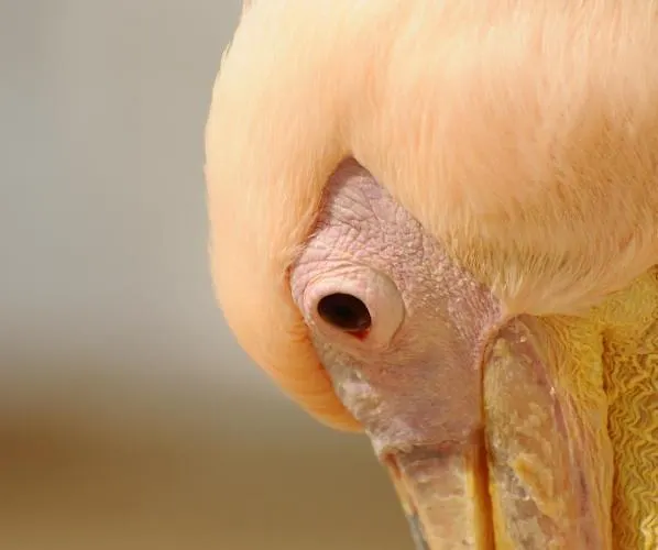 Casa Anna Διαμέρισμα *